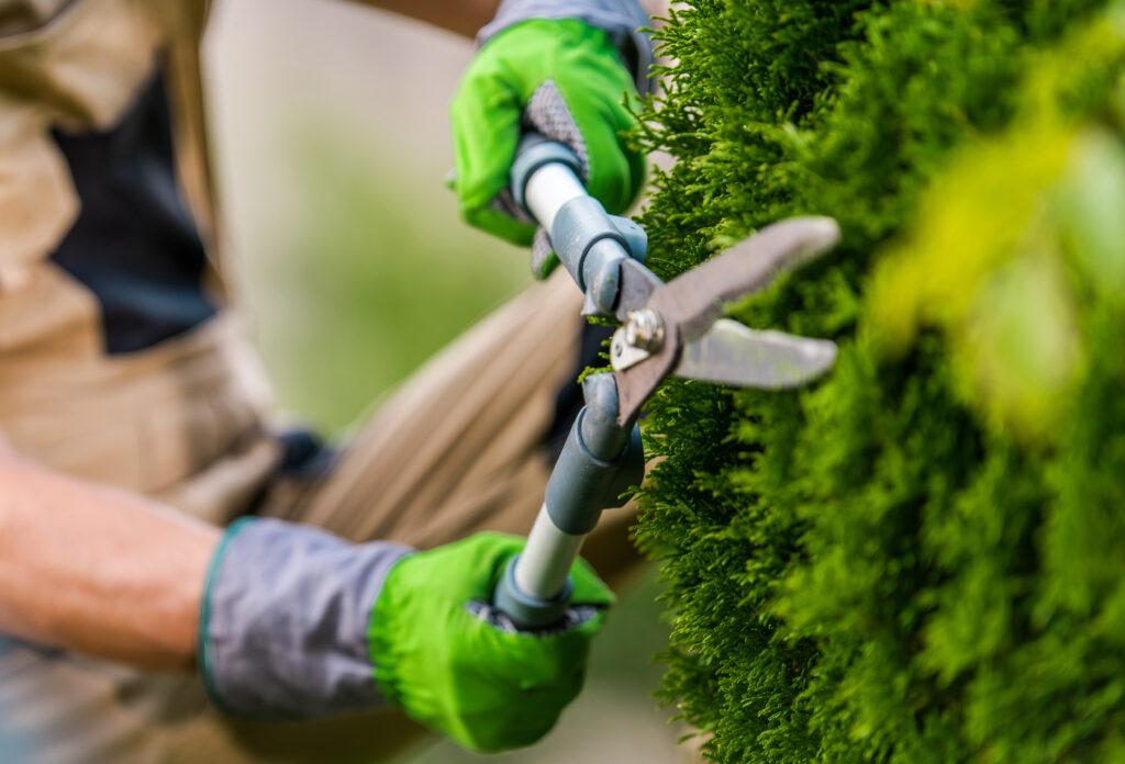Gartenpflege mit einer Heckenschere